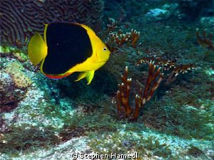 Rock Beauty by Stephen Hamedl 